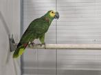 Blauwvoorhoofd amazone man, Dieren en Toebehoren, Vogels | Parkieten en Papegaaien, Mannelijk, Papegaai, Geringd