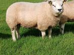Mooie fokram Texelaar, Dieren en Toebehoren, Mannelijk, Schaap, 0 tot 2 jaar