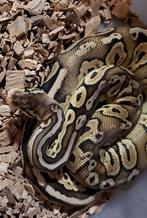 Koningspython,ballpython, Dieren en Toebehoren, Slang, 0 tot 2 jaar