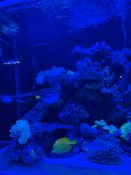 Picasso Doktersvis, Dieren en Toebehoren, Vis, Zoutwatervis