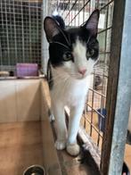 ACE: Corni zijn hobby's zijn spinnen en kopjes geven, Dieren en Toebehoren, Katten en Kittens | Overige Katten, Kater, Kortharig