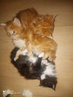 Russische Maine Coon kittens met stamboom, Dieren en Toebehoren, Katten en Kittens | Raskatten | Langhaar, Meerdere dieren, Met stamboom