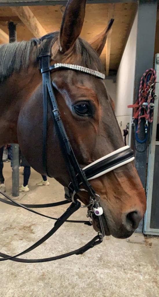 Stang en trens hoofdstel schockemöhle (excl bitten), Dieren en Toebehoren, Paarden en Pony's | Hoofdstellen en Tuigage, Gebruikt