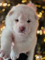 Prachtige Pomsky x Shiba Inu pups, Dieren en Toebehoren, Honden | Poolhonden, Keeshonden en Oertypen, CDV (hondenziekte), 8 tot 15 weken