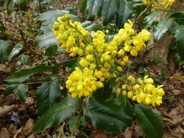 Mahonie Aquifolium " Druifstruik", Tuin en Terras, Planten | Struiken en Hagen, Struik, Overige soorten, 100 tot 250 cm, Ophalen
