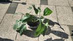 Lepelplant Spathiphyllum ca 50 cm hoog in plastic binnenpot, Huis en Inrichting, Kamerplanten, Overige soorten, Minder dan 100 cm