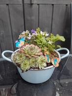 Plantenschaal " Campanula& Vetplantjes", Tuin en Terras, Ophalen, Minder dan 30 cm, Minder dan 60 cm, Rond