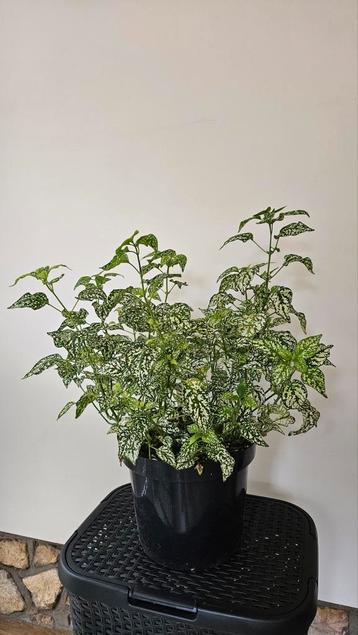Polkadot Plant - Hypoestes phyllostachya beschikbaar voor biedingen