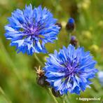 Uit de biologische moestuin: Korenbloem, blauw, zaden, Ophalen of Verzenden, Voorjaar, Volle zon, Zaad