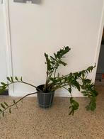 Zamioculcas Duinplant in pot, Ophalen, Overige soorten, Halfschaduw, In pot