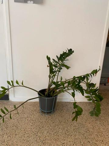 Zamioculcas Duinplant in pot beschikbaar voor biedingen