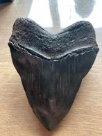 Megalodon Tand Fossiel - Zeldzaam!, Verzamelen, Mineralen en Fossielen, Ophalen, Fossiel