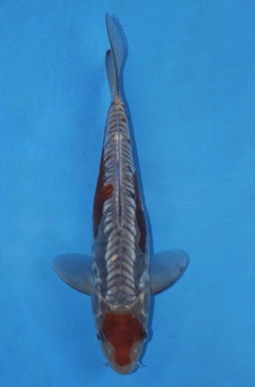 Koi, Drijvende Koi Basket(-50%), Vijverpompen, Visbakken, Dieren en Toebehoren, Vissen | Vijvervissen, Karper of Koi