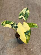 Philodendron Burle Marx Variegata, Huis en Inrichting, Kamerplanten, Ophalen of Verzenden, Halfschaduw, Minder dan 100 cm