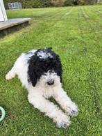 Prachtige medium F4 labradoodle pups, Dieren en Toebehoren, CDV (hondenziekte), Overige rassen, 8 tot 15 weken, Meerdere