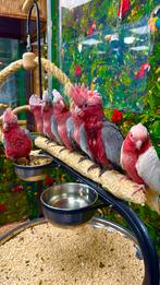 Rose kaketoe’s  beschikbaar, Meerdere dieren, Papegaai
