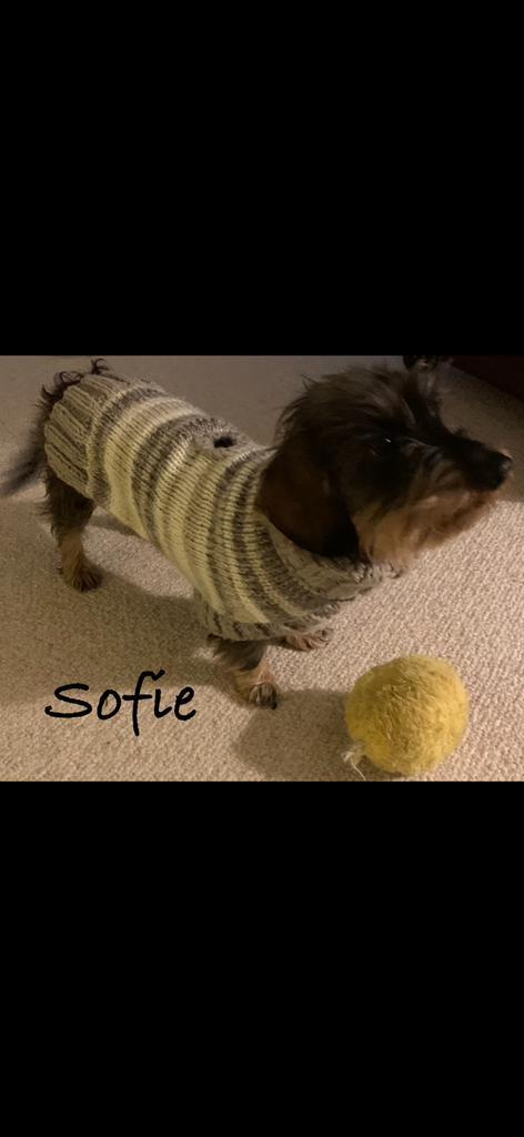 Teckel Truitjes Tweed 🐾, Dieren en Toebehoren, Hondenkleding, Zo goed als nieuw, Hondenjas, Verzenden