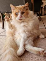 Verzorging katten Nijverdal/Hellendoorn, Dieren en Toebehoren, Katten en Kittens | Raskatten | Langhaar, Meerdere dieren