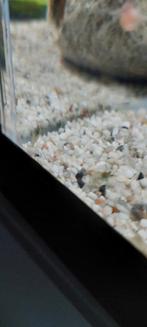 Garnalen te koop €1 euro per stuk!!, Dieren en Toebehoren, Kreeft, Krab of Garnaal