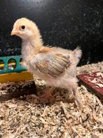 Brahma groot hennen, Vrouwelijk, Kip