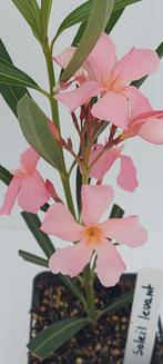 Oleander Planten uit eigen kwekerij., Minder dan 100 cm, Zomer, Volle zon, In pot