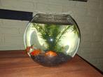 Gratis af te halen vissenkom met 3 goudvissen, Dieren en Toebehoren, Vissen | Aquariumvissen, Vis