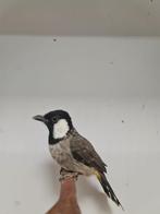 Witoor buulbuul, Meerdere dieren, Tropenvogel, Geringd