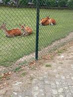 4 Mooie gezonde hinde Sikaherten/Damherten 1, 2 en 4 jaar 2x, Mei, Vrouwelijk