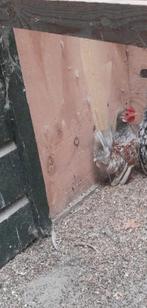 Jong serama haantje, Dieren en Toebehoren, Pluimvee, Mannelijk, Kip