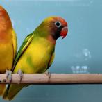 Agapornis nigrigenis, Meerdere dieren, Dwergpapegaai of Agapornis