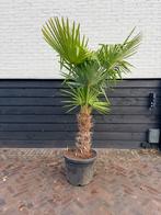 Trachycarpus fortunei palmbomen 50 cm stam, 100 tot 250 cm, Zomer, Palmboom, Ophalen