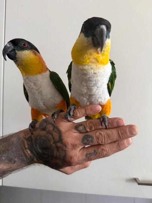 Tam koppel zwartkopcaiques bewezen, Dieren en Toebehoren, Vogels | Parkieten en Papegaaien, Papegaai, Meerdere dieren, Tam