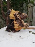 mopani mopanihout kienhout, Ophalen of Verzenden, Gebruikt, Plant(en), Steen of Hout