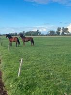 3,5 jarige lieve KWPN merrie (Las Vegas x Gribaldi), Dieren en Toebehoren, Paarden, Merrie, Met stamboom, Dressuurpaard, 3 tot 6 jaar