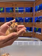Te koop lieve jonge goudhamsters / Syrisch hamsters, Dieren en Toebehoren, Oktober, Meerdere dieren, Hamster