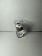 Alocasia black velvet pink variegata corm (2), Ophalen of Verzenden, Zo goed als nieuw, Overige typen