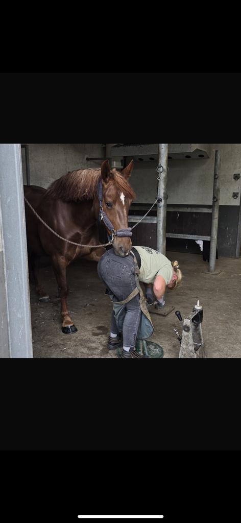 Hoefsmid, Dieren en Toebehoren, Paarden en Pony's | Verzorgingsproducten, Nieuw, Ophalen of Verzenden