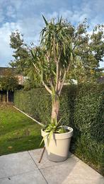 Yuca xxl, Ophalen of Verzenden, Halfschaduw, 200 cm of meer