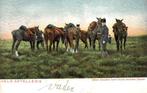 VELDARTELLERIE Paarden Soldaten, Verzamelen, Ansichtkaarten | Themakaarten, Ophalen of Verzenden, Voor 1920, Ongelopen, Politiek en Historie
