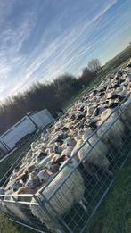 Koppel mooie ooien te koop!, Dieren en Toebehoren, Meerdere dieren, Schaap