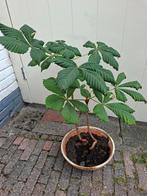 Bonsai dubbele kastanje, Ophalen, Volle zon, Overige soorten, Minder dan 100 cm