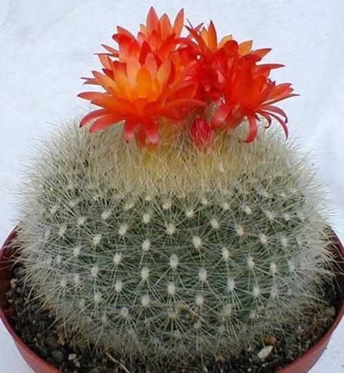 Cactus Notocactus Haselbergii in de 16cm terra cotta schaal, Huis en Inrichting, Kamerplanten, Cactus, Minder dan 100 cm, Bloeiende kamerplant