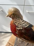 Prachtige opgezette Chinese goudfazant!, Ophalen of Verzenden, Vogel, Opgezet dier