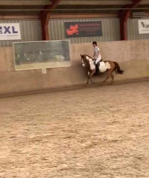 Verzorg paard/ bijrijdpaard gezocht ruiter aangeboden, Dieren en Toebehoren, Paarden en Pony's | Verzorgingsproducten, Zo goed als nieuw