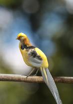 Gele goudfazanten | Koppels van sierlijke kraagfazanten