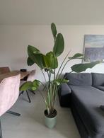 Mooie Strelitzia Nicolai, Huis en Inrichting, Kamerplanten, Ophalen, Overige soorten, 200 cm of meer