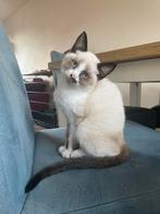 (Adv update) Prachtig siamees poesje mag al verhuizen, Dieren en Toebehoren, Katten en Kittens | Raskatten | Korthaar, Meerdere dieren