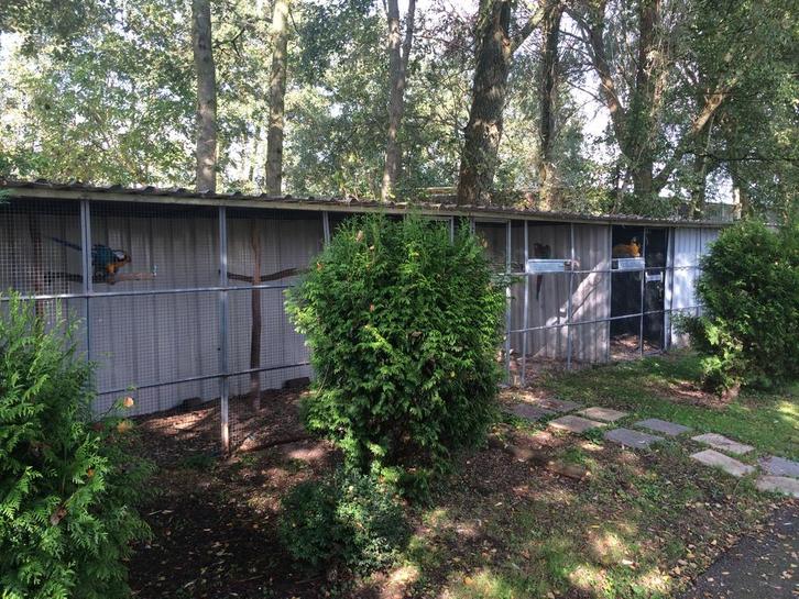 gezocht alle soorten papegaaien voor op vogelpark, Dieren en Toebehoren, Vogels | Parkieten en Papegaaien, Parkiet, Meerdere dieren