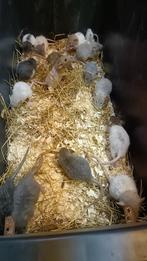 Hele mooie Rex rittens beschikbaar!, Dieren en Toebehoren, Knaagdieren, Augustus, Meerdere dieren, Rat