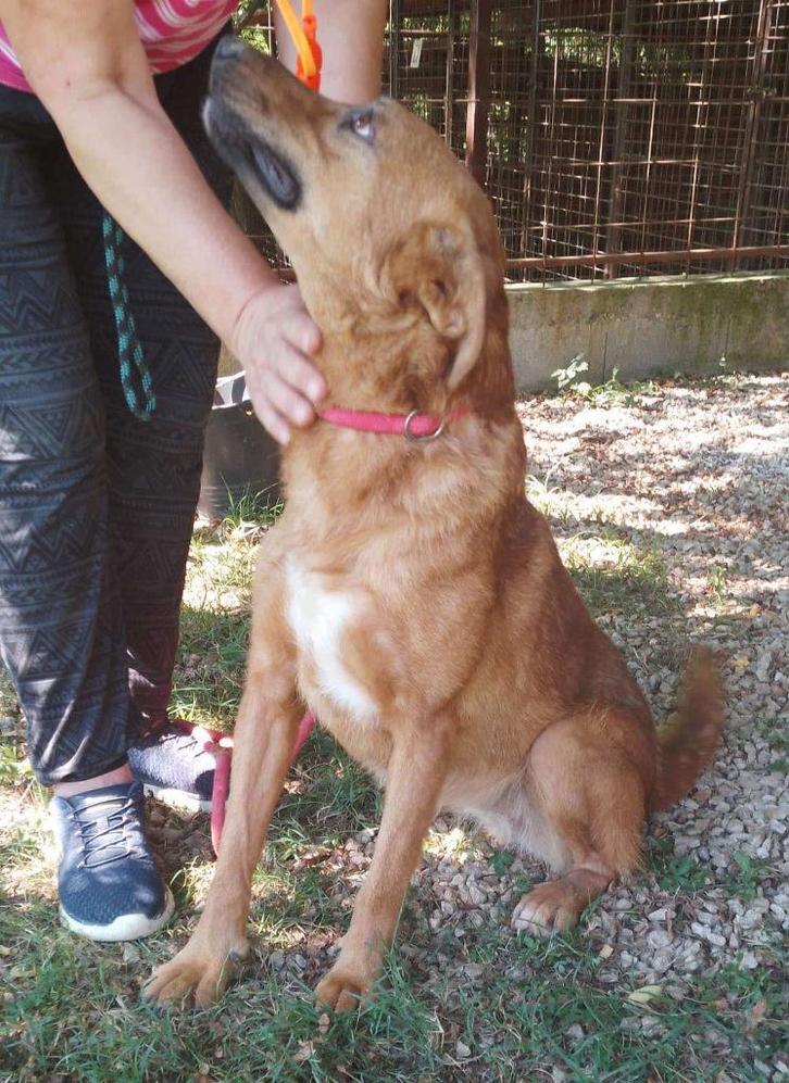 Beni - een lief en zachtaardig meisje, Dieren en Toebehoren, Honden | Niet-rashonden, Middel, Teef, Particulier, Eén hond, Buitenland